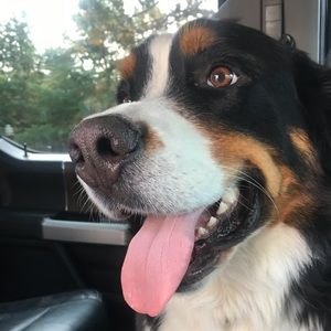 Meet your Posher, Maeve